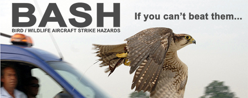 Link to Bird Wildlife Aircraft Strike Hazards tab